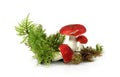 Red russula Mushroom - (Russula emetica)