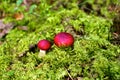 Red Russula mushrooms Royalty Free Stock Photo