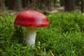Red russula mushrooms, russula emetica poisonous fungus, medicinal Royalty Free Stock Photo