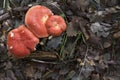 Red Russula mushrooms on a forest floor of leaves Royalty Free Stock Photo