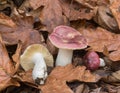 Red Russula Mushrooms
