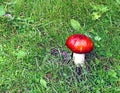 Red russule mushroom Royalty Free Stock Photo