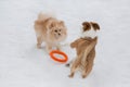 Red sable pomeranian spitz puppy and multibred dog puppy are playing with dog ring in the winter park Royalty Free Stock Photo