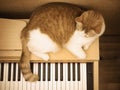 Red sad cat lies on the piano at home Royalty Free Stock Photo