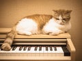 Red sad cat lies on the piano at home Royalty Free Stock Photo