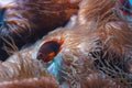Red saddleback anemonefish, Amphiprion ephippium Royalty Free Stock Photo