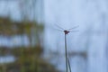 Red Saddlebag Dragonfly Preparing for Takeoff Royalty Free Stock Photo