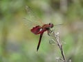 Red Saddlebag Dragonfly on the Thin Branch