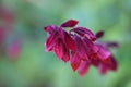 Red sage flower close up on a green background