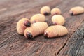 Red Sago beetle, worm palm weevil on the wooden floor