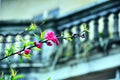 Red sakura flower in BacHa, LaoCai, Vietnam