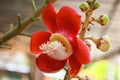Red sala flower