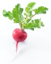 Red salad redish with leaves on the white background