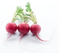 Red salad redish on the white background