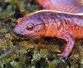 Red Salamander Royalty Free Stock Photo