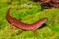 Red Salamander on Moss - Pseudotriton ruber Royalty Free Stock Photo