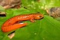 Red Salamander (Pseudotriton ruber)