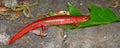 Red Salamander (Pseudotriton ruber) Royalty Free Stock Photo
