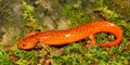 Red Salamander (Pseudotriton ruber) Royalty Free Stock Photo