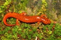 Red Salamander (Pseudotriton ruber)