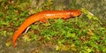 Red Salamander Pseudotriton ruber Royalty Free Stock Photo
