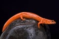 Red salamander (Pseudotriton ruber) Royalty Free Stock Photo