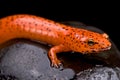 Red salamander (Pseudotriton ruber) Royalty Free Stock Photo