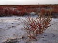 Red salicornia europaea growing on the salt marshland, scenic natural background. Ustrychne lake beach in prairie near