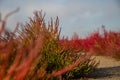 Red Salicornia