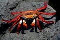 Red sally lightfoot crab on black lava, Galapagos