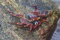 Red Rock Crab (Sally Lightfood Crab) close up, on rock.