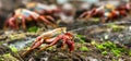 Red Sally Lightfoot crabs on a lava rock. Royalty Free Stock Photo