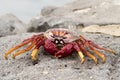 Red Sally Lightfoot crabs Royalty Free Stock Photo