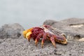 Red Sally Lightfoot crabs Royalty Free Stock Photo