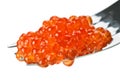 Red salmon caviar heap on metal fork Royalty Free Stock Photo