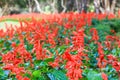 Red Salvia flower