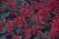 Red salvia flowers Royalty Free Stock Photo