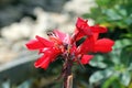 Red Salvia Flowers Royalty Free Stock Photo