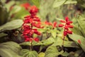 red salvia flowers Royalty Free Stock Photo