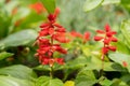 red salvia flowers Royalty Free Stock Photo