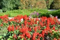 Red salvia flowers flower bed in the garden Royalty Free Stock Photo