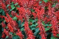 Red salvia flowers Royalty Free Stock Photo