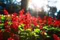 Red salvia flowers