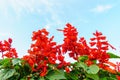 Red salvia flowers with sky Royalty Free Stock Photo