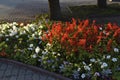 Red salvia and petunia flowers on a flower bed in the evening in the city. A beautiful flower bed in the city Royalty Free Stock Photo