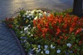 Red salvia and petunia flowers on a flower bed in the evening in the city. A beautiful flower bed in the city Royalty Free Stock Photo