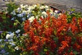 Red salvia and petunia flowers on a flower bed in the evening in the city. A beautiful flower bed in the city Royalty Free Stock Photo