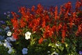 Red salvia and petunia flowers on a flower bed in the evening in the city. A beautiful flower bed in the city Royalty Free Stock Photo