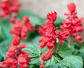 Red salvia splendens