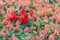 Red Salvia splendens bush on flowerbed background. Salvia splendens, the scarlet sage or tropical sage, is a tender herbaceous per Royalty Free Stock Photo